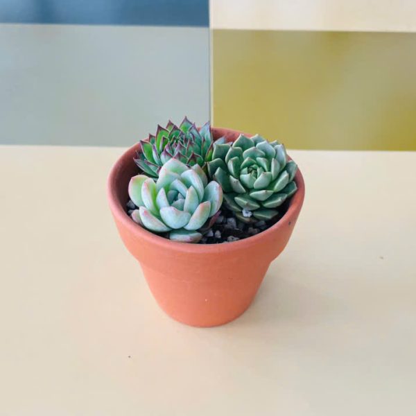Echeveria Prolifica, Echeveria Blue Atoll, Sempervivum Tectorum (Sen đá dù, Sen đá thái, Sen đá phật bà)
