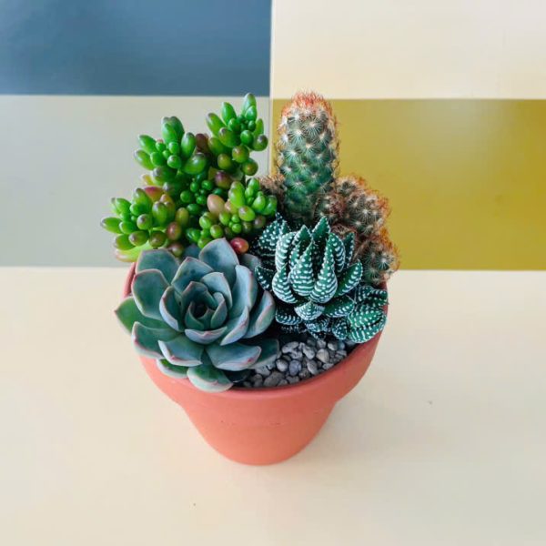 Echeveria Blue Atoll, Mammillaria gracilis fragilis, Haworthia, Sedum rubrotinctum (Sen đá thái, Xương rồng trứng chim, Móng rồng, Thạch ngọc xanh)