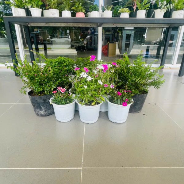 Catharanthus roseus, Dianthus chinensis, Tabernaemontana dwarf, Cuphea hyssopifolia (Hải Đằng, Cẩm Chướng Gấm, Mai Vạn Phúc, Cẩm Tú Mai)