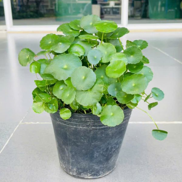Hydrocotyle Verticillata Nguyen Minh Hoang - CIT Student (K12)