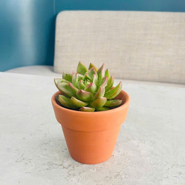 Echeveria (Hoa sen đá)