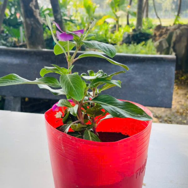 Catharanthus roseus (Hải Đằng)