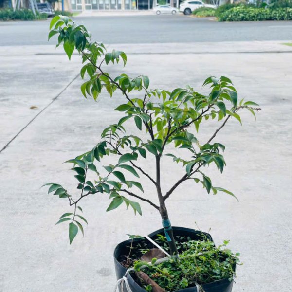 Averrhoa carambola (Khế)