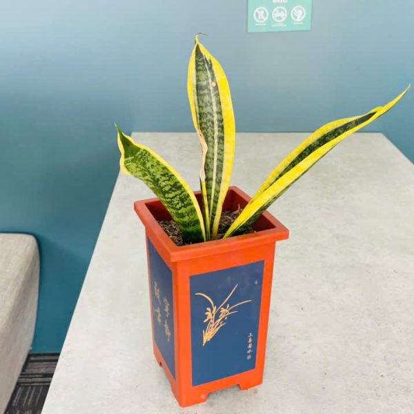 Sansevieria trifasciata (Lưỡi Hổ)