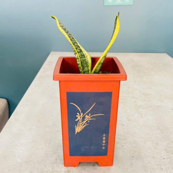 Sansevieria trifasciata (Lưỡi Hổ)