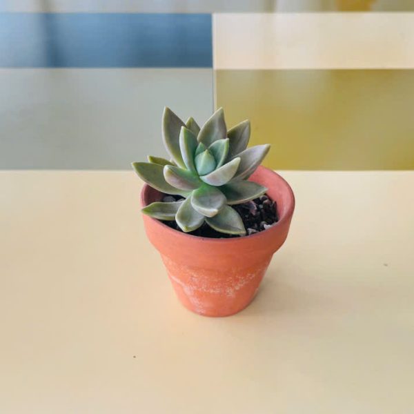 Graptopetalum paraguayense Nguyen Thi My Duyen - SNS Student (K14)