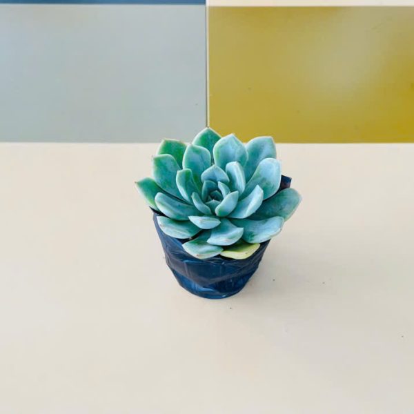 Echeveria minima (Sen đá minima)