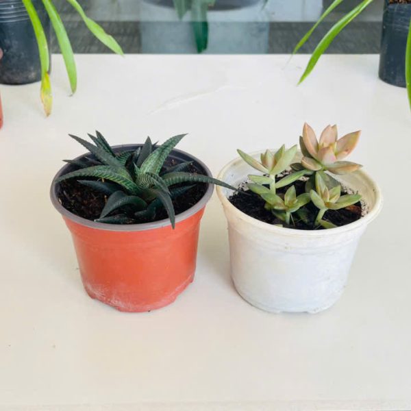 Haworthia, Echeveria (Móng rồng xoáy, Hoa sen đá)