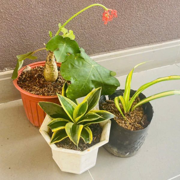 Jatropha podagrica, Sansevieria trifasciata, Chlorophytum comosum (Ngô đồng, Lưỡi hổ, Cỏ lan chi)