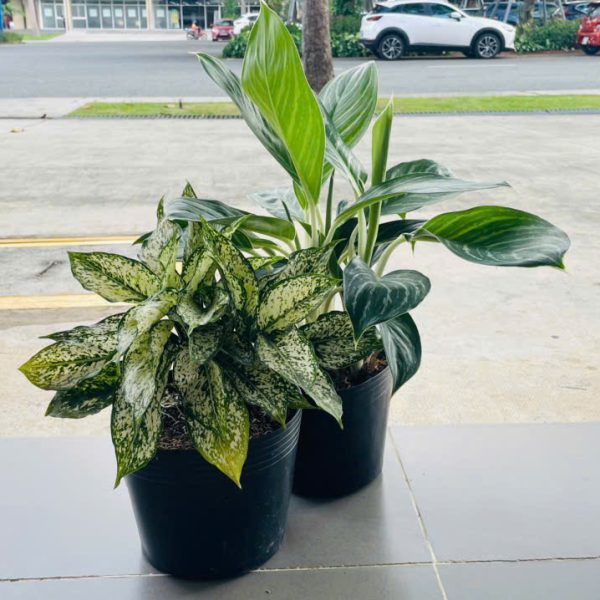 Dieffenbachia Picta & Aglaonema Pseudobracteatum (Ngọc Ngân & Bạch Mã Hoàng Tử)