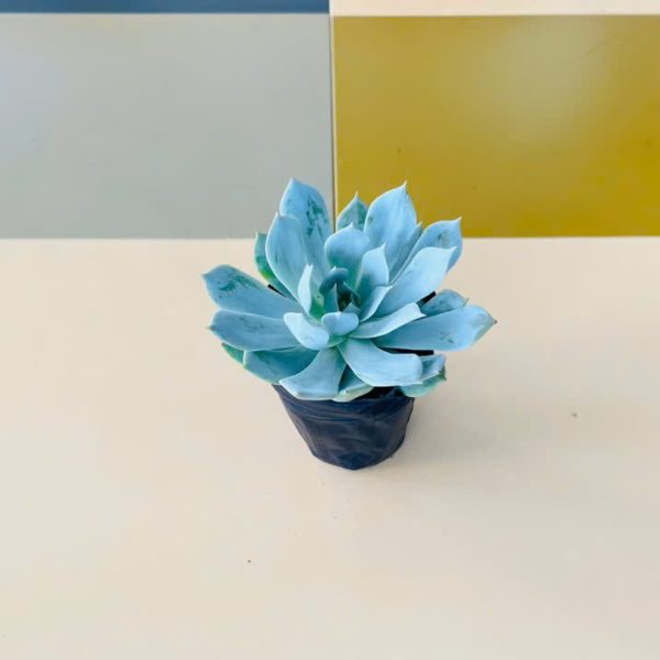 Echeveria peacockii (Sen đá ngọc trinh)