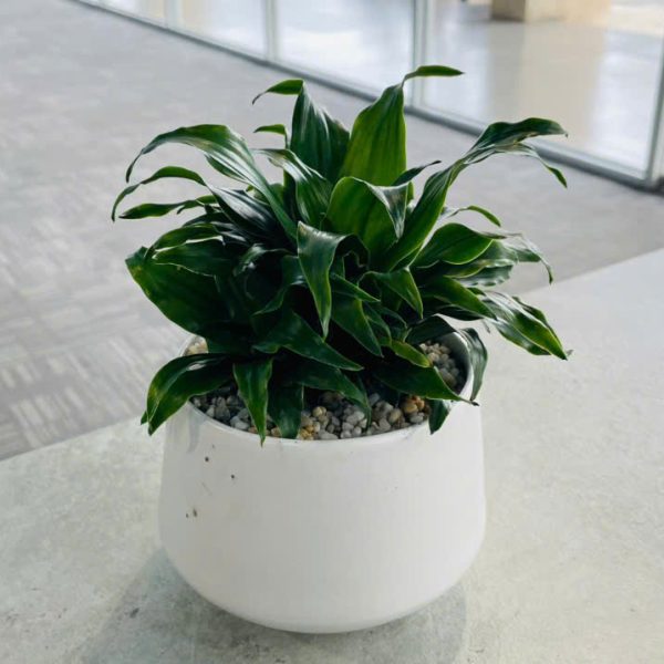Dracaena Deremensis (Phát Tài Úc)