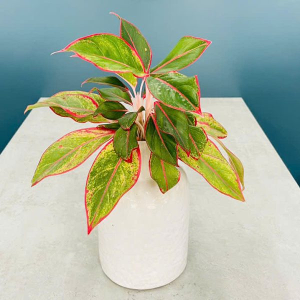 Aglaonema hybrid (Phú quý)