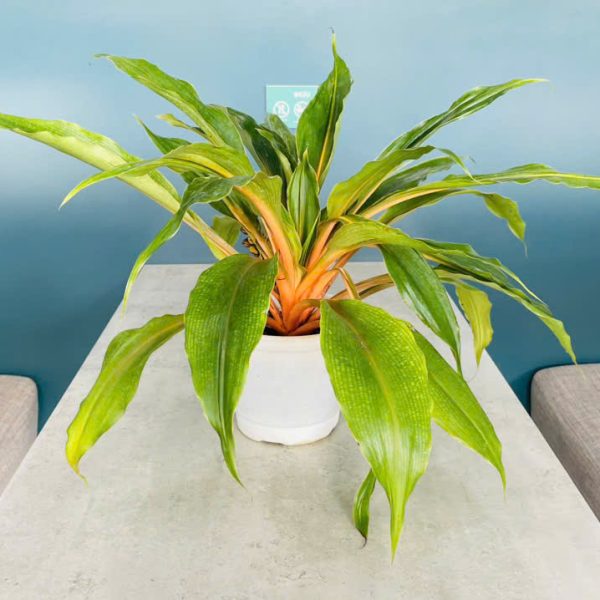 Chlorophytum orchidastrum (Phượng hoàng lửa)