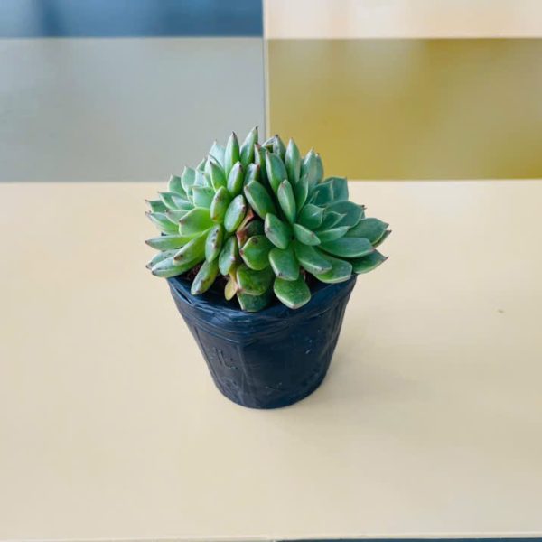 Graptoveria Olivia (Sen đá ruby xanh)
