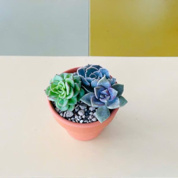 Echeveria Blue Atoll, Echeveria elegans, Echeveria shaviana (Sen đá thái, Sen đá xanh, Sen đá bắp cải)