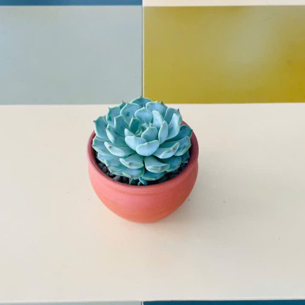 Echeveria peacockii (Sen đá ngọc trinh)