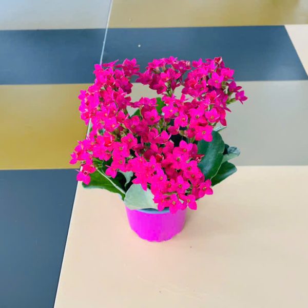 Kalanchoe blossfeldiana (Sống đời)