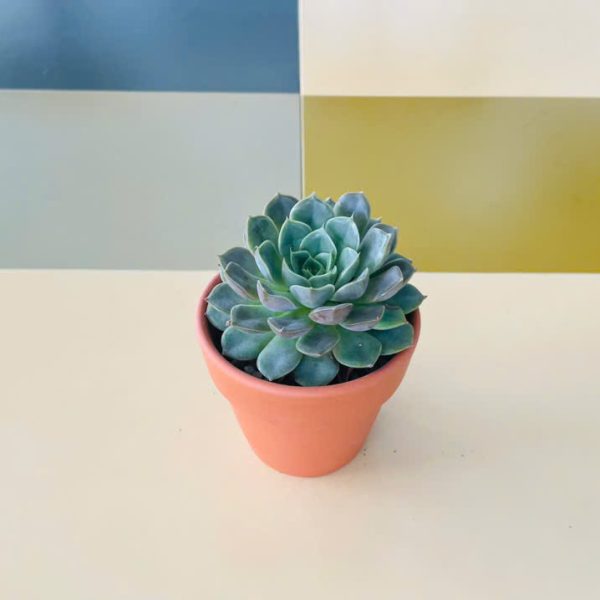Echeveria Blue Atoll (Sen đá thái)