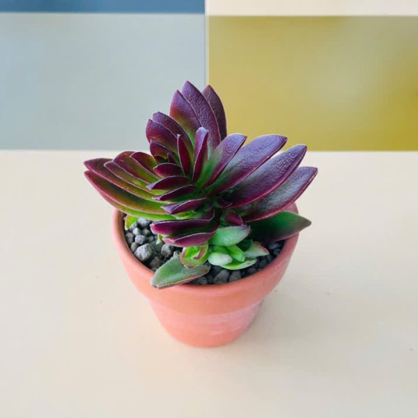 Crassula capitella (Sen đá tứ phương)