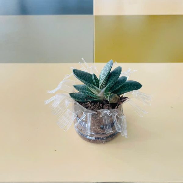 Gasteria Little Warty (Sen đá mỏ vịt)