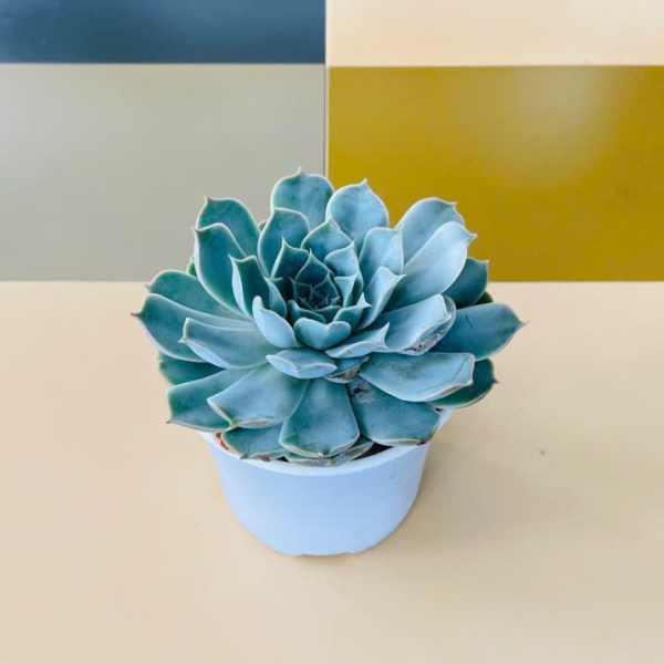 Echeveria peacockii (Sen đá ngọc trinh)