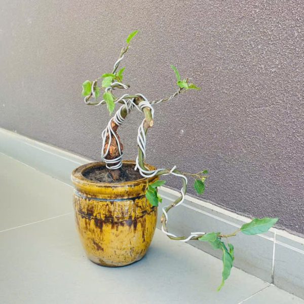 Ficus racemosa Phung Dinh Hung - EIU Dorminatory Management Board