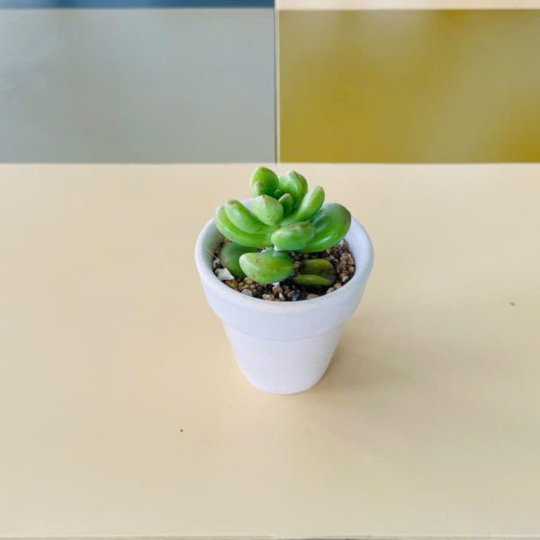 Pachyphytum (Sen đá sỏi xanh)