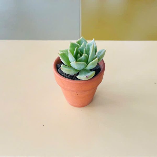 Echeveria Blue Atoll (Sen đá thái)