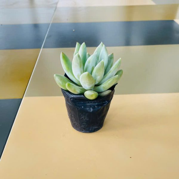 Sedeveria Blue Elf (Sen đá thược dược)