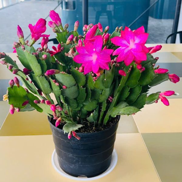 Zygocactus truncatus (Tiểu quỳnh)