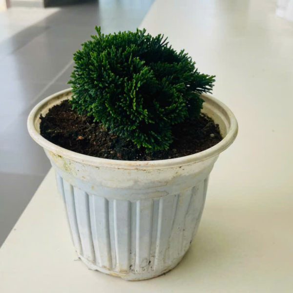 Chamaecyparis obtusa (Trắc Xoắn - Hinoki)