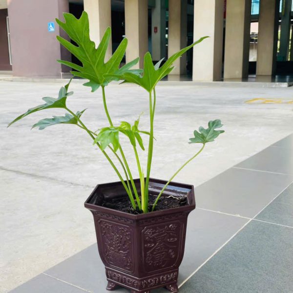 Philodendron xanadu (Trầu bà chân vịt)