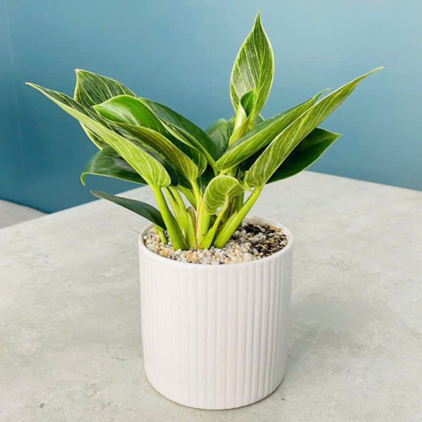 Philodendron birkin (Trầu Bà Hoàng Kim)