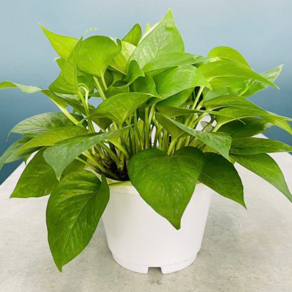 Epipremnum aureum Green Queen (Trầu Bà Xanh)
