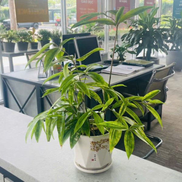 Dracaena surculosa (Trúc Nhật)