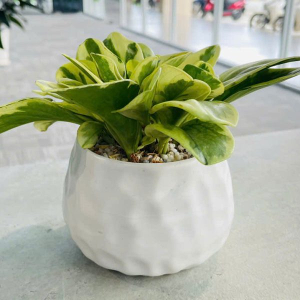 Peperomia obtusifolia Marble (Trường Sinh Cẩm Thạch)