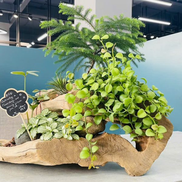 Parallel Peperomia, Zamia furfuracea, Fittonia albivenis, DISCHIDIA MILNEI, Araucaria excelsa (Song song, Thiên tuế Mexico, Lá may mắn, Lan Dollar, Tùng bách tán)