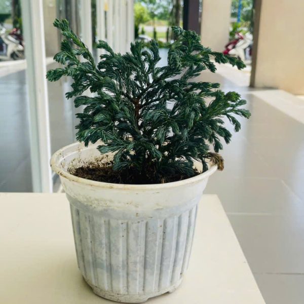cedrus (Tuyết Tùng)
