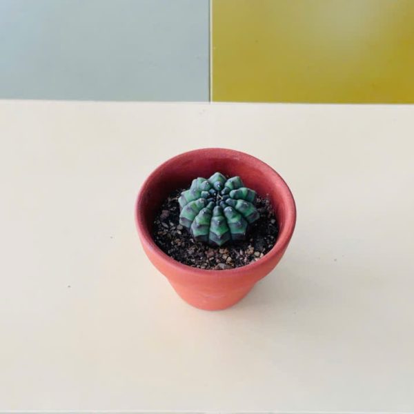 GYMNOCALYCIUM MIHANOVICHII (Xương rồng Gymno)