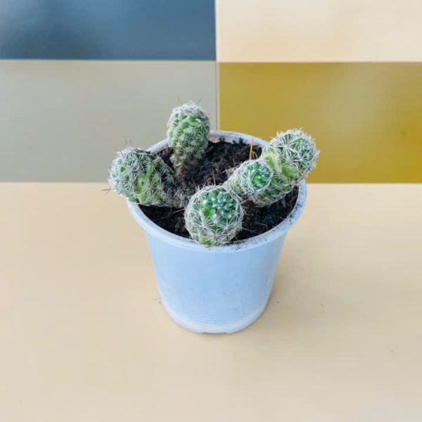Mammillaria gracilis fragilis (Xương rồng trứng chim)