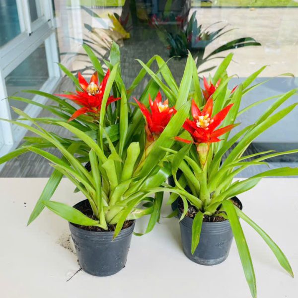 Bromeliad (Phong lộc)
