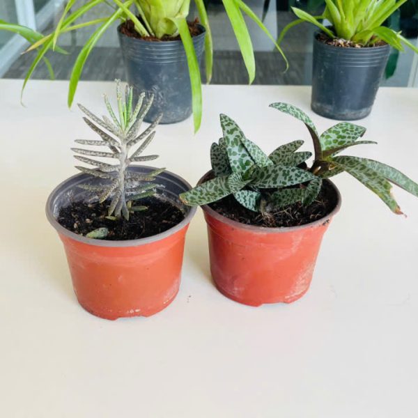 Kalanchoe tubiflora, Ledebouria Socialis (Trường sinh rằn, Sen đá hồ lô)