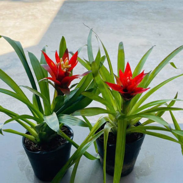 Bromeliad (Phong lộc)