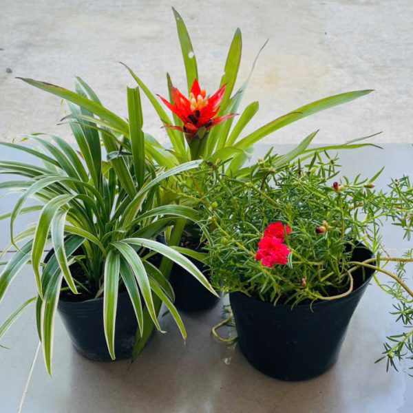Chlorophytum comosum, Bromeliad, Portulaca grandiflora (Cỏ lan chi, Phong lộc, Mười giờ)