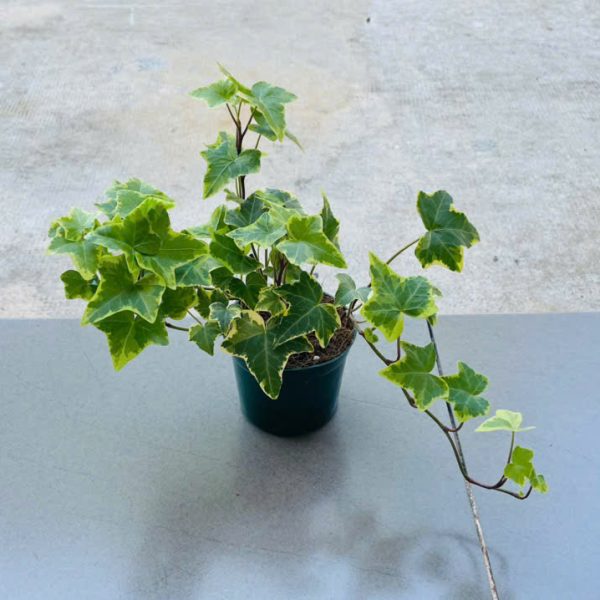 Hedera (Thường xuân)