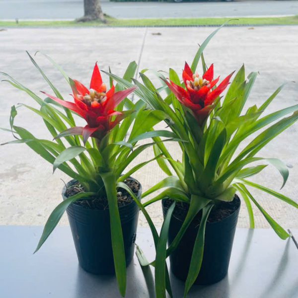 Bromeliad (Phong lộc)