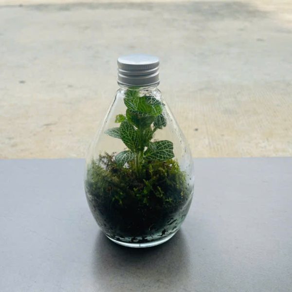 Fittonia albivenis (Terrarium Lá may mắn)